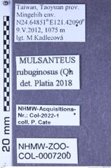 Etiketten zu Mulsanteus rubiginosus (Ôhira, 1966) (NHMW-ZOO-COL-0007200)